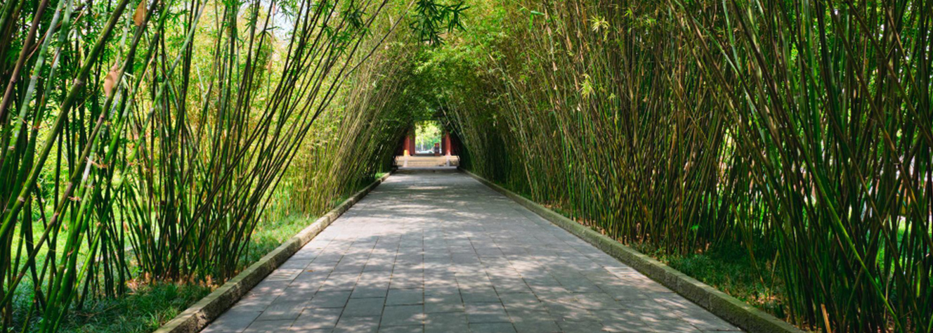 Bamboo and Grass Trail