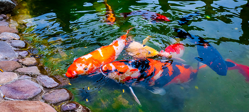 Koi Pond