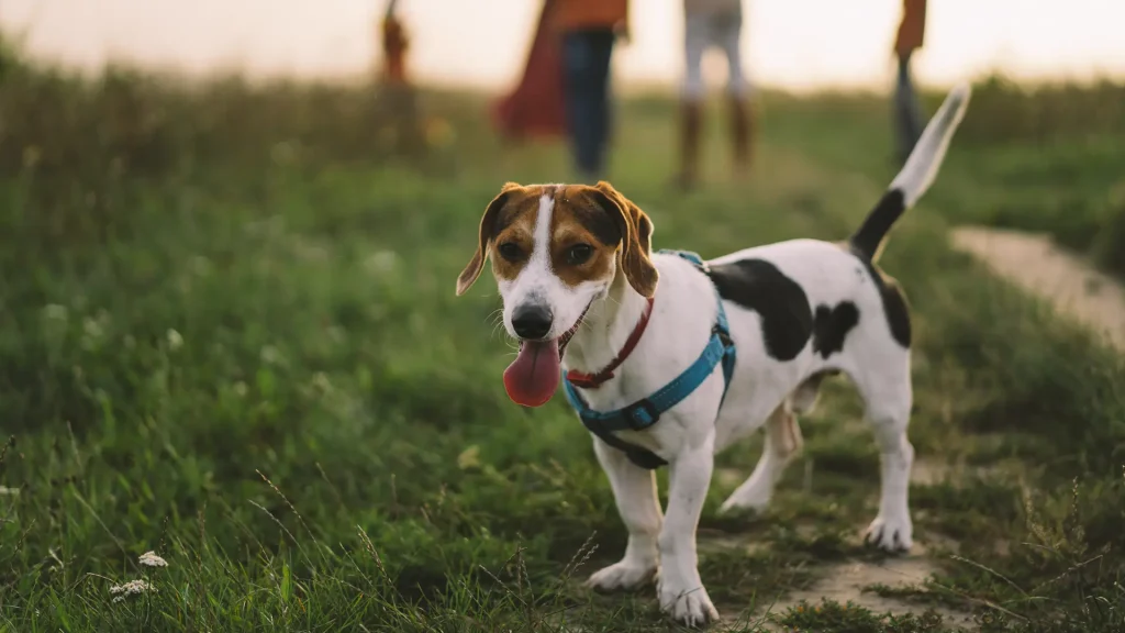 A Comprehensive Guide for Pet Ownership in Bangalore